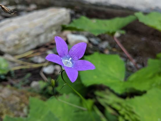 Details! A purple flower in the Fagaras mountains
