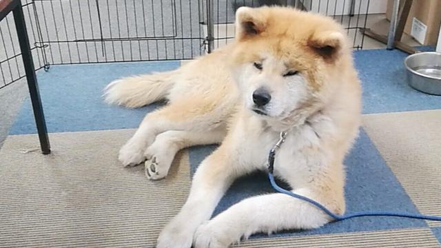 秋田犬会館配信！