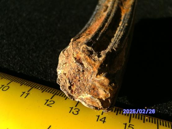 Horse tooth occlusal