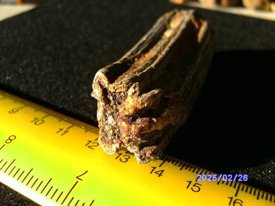 Horse tooth