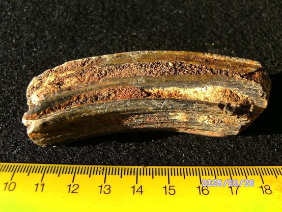 Horse tooth