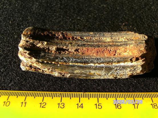 Horse tooth