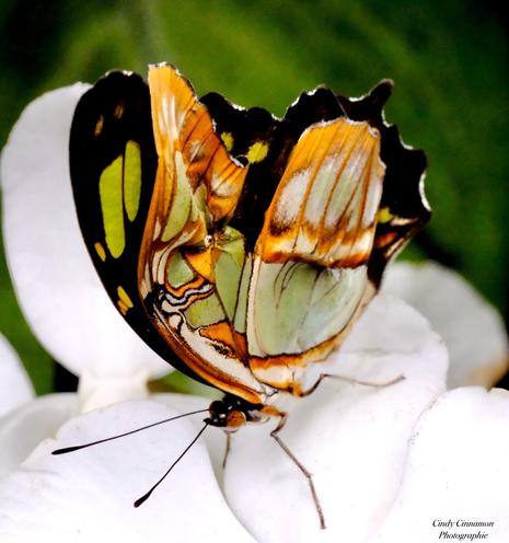 Superbe papillon orangé sur une orchidée blanche. Photographie par Cindy Cinnamon