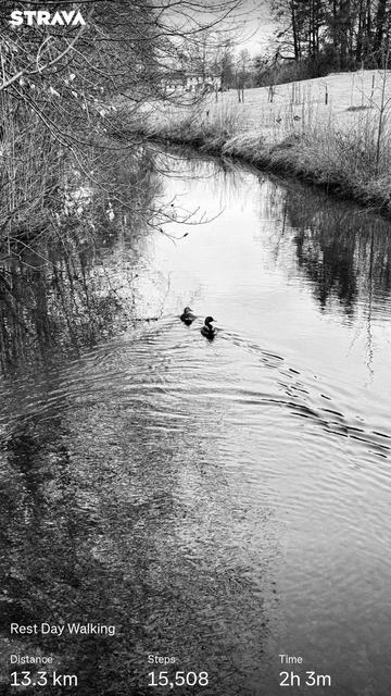 A black and white image of a serene river scene, featuring two ducks swimming. The background contains bare trees and a grassy area, with reflections in the water. Text overlay indicates a walking activity, showing distance (13.3km), steps taken(15k), and time(2 hours 3m).