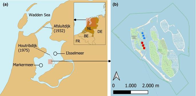 Figure 1 in Alderson et al. (2025): "The location of Marker Wadden and the experimental design. (a and b) Marker Wadden in the Netherlands and the location of the experiment (blue-red squares). Blue squares indicate the location of experimental blocks on the northern basin and red squares on the southern basin. Each block consists of four experimental treatments (n = 6)."