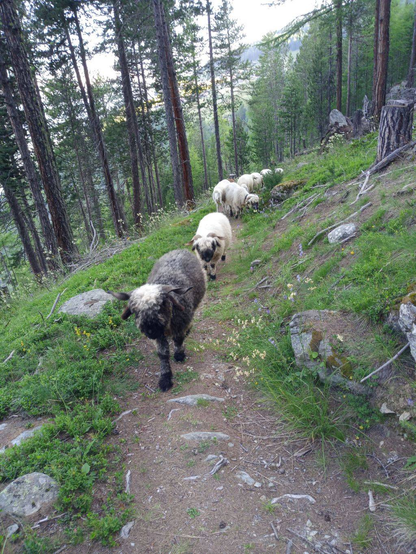 Eine Reihe von Schafen auf einem Fussweg in einem Gebirgswald