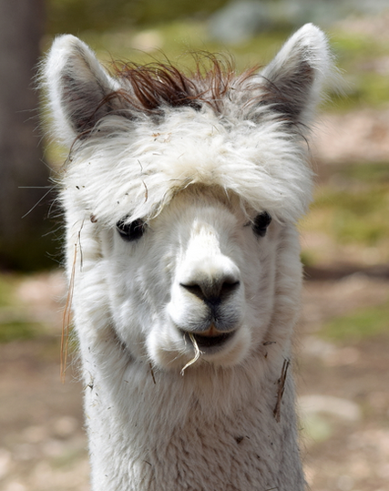 Alpaca. Small unremarkable ears like you might see on a fox.