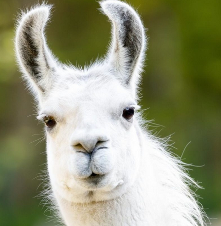 Llama. Glorious long banana-shaped ears.
