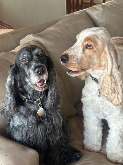 Two English Cocker Spaniels, one a dark blue roan and one an orange roan, on a sofa.  The blue roan is sitting. The orange roan is standing over the sitting dog, as though he is talking to her.