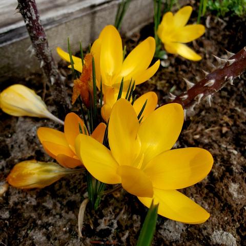 Close-up shot of several vibrant yellow crocus flowers in full bloom, contrasting against dark, grainy soil. A dark rose stem with menacing thorns at both top and right cuts vertically across the frame. Composition is a ground-level, slightly high-angle view, capturing the delicate texture of the flower petals and the rough texture of the thorny rose branch.