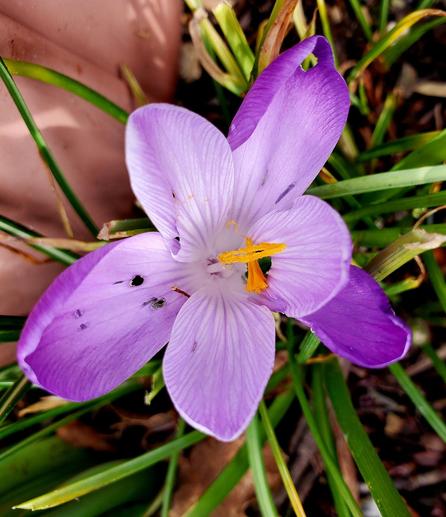 A close-up, top-down view of a blooming purple crocus flower. The flower has six purple petals with delicate veining, surrounding a white center. A bright yellow stamen stands prominently. The flower is surrounded by green grass and brown mulch. There are small damaged spots on the flower's petals.