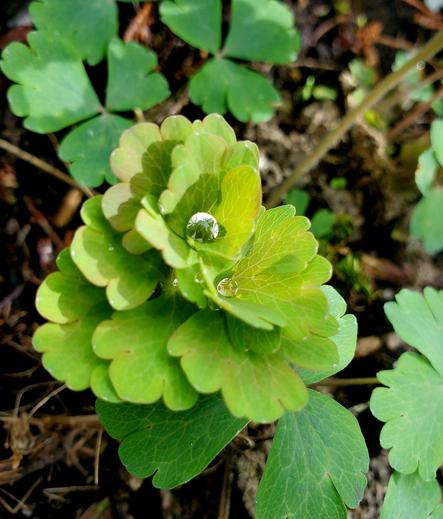 A high-angle shot of a circular arrangement of small, bright green columbine leaves with rounded edges, with water droplets sitting on the top leaves. The image is tightly cropped. Background is blurred with dark soil and blurred green foliage. The leaves have defined veins, with contrast between light and shadow.