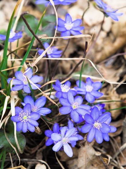 Liverworts near vienna, austria