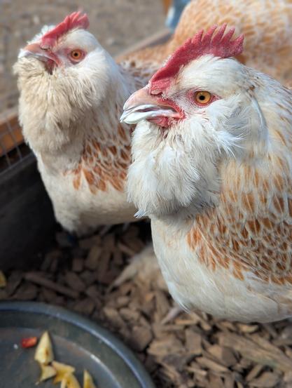 A close-up shot of two Faverolles chicken hens, with pale plumage and reddish-brown markings on their backs. They have prominent orange eyes and red combs, and light-coloured beaks, smeared with quark. The chickens are standing close together, looking slightly upwards. In front of them is a glimpse of a pottery dish containing chopped fruit in the bottom left corner. The chickens are in a coop, and the image is taken from a slightly elevated angle.