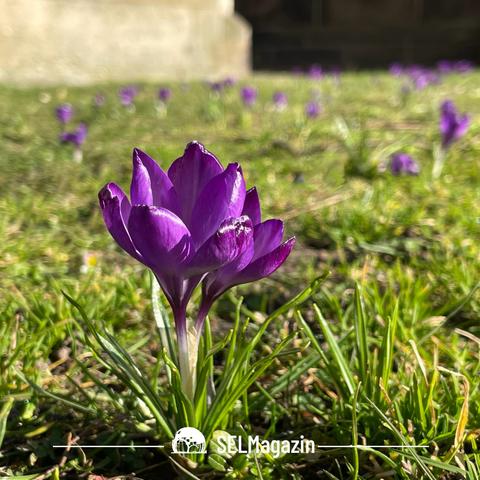 Krokusse auf einer Wiese, eine in Nahaufnahme, im Hintergrund eine Steinmauer, an der Ludgerikirche in Selm