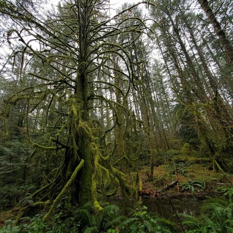 A low-angle perspective of a lush woodland scene dominated by a large, leafless tree heavily covered in vibrant green moss. The moss hangs dramatically from its branches, creating a dense, tentacle-like appearance. Behind this central tree, a dense forest extends toward the horizon, with numerous tall, slender trees also adorned with moss, suggesting a moist environment. A small, dark pond or pool of water is surrounded by ferns. The overall atmosphere is damp, cool, and green, typical of a Pacific Northwest forest. The sky is overcast, providing soft, diffused light.