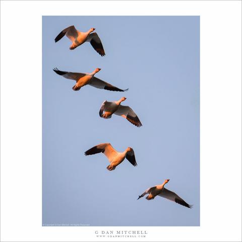 Five snow geese in flight