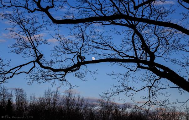 An evening scene looking through some bare gnarled branches that cross the image from left to right in the image. There are two main branches with smaller branchlets going every which way. It is the blue hour and beyond these branches is an evening blue sky with some light clouds tinged with pink. There is a small full moon that seems to be resting on the lowest branch about at the centre of the image. The bottom of the frame has tops of large bare trees in the distance.