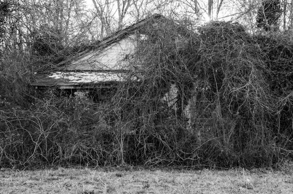 An abandoned house covered and obscured by brambles.  This was taken during late winter but I can see the house getting completely lost once the leaves return.