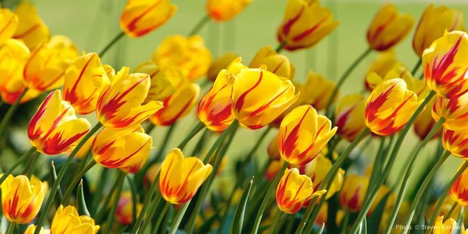 Red and yellow striped tulips in a garden are bending together. There is a green background.