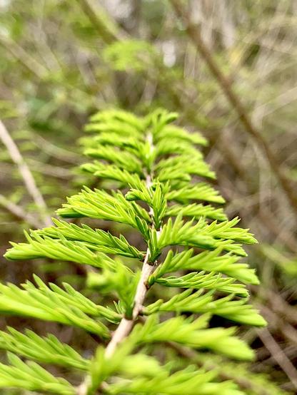 A close-up of a green coniferous branch with fine, needle-like leaves. The background is blurred, emphasizing the vibrant foliage.