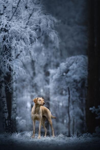 Ein blonder Hund in einem von Raureif bedeckten wald.