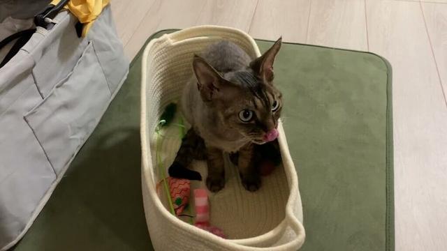 おもちゃ収納バッグに惹かれるデボンレックス弟なのでした(Devon Rex cat likes the new bag to keep cat toys)