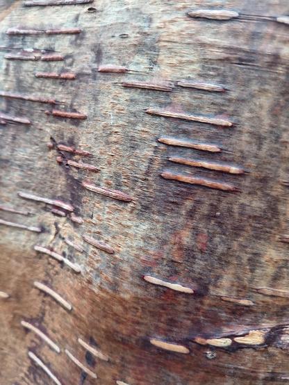 Close up of the bark of a Betula utilis tree.