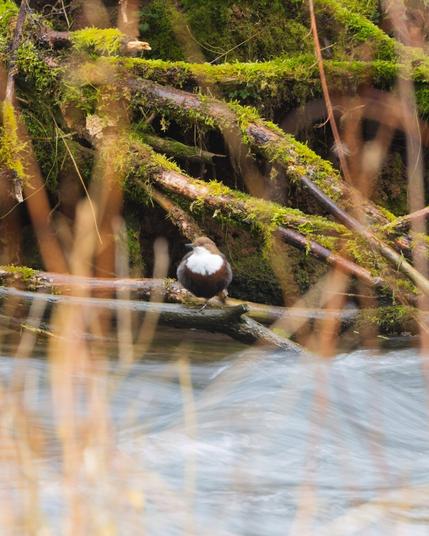 A photo of a dipper perched on a branch on the bank through the reeds. A longer exposure makes the water appear flowing.