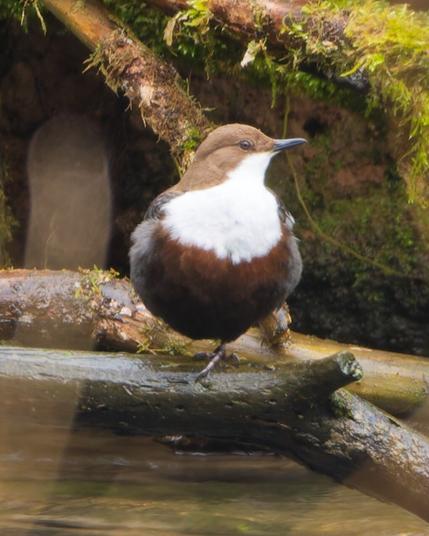 Even more close, now you can see that the bird stands at one foot