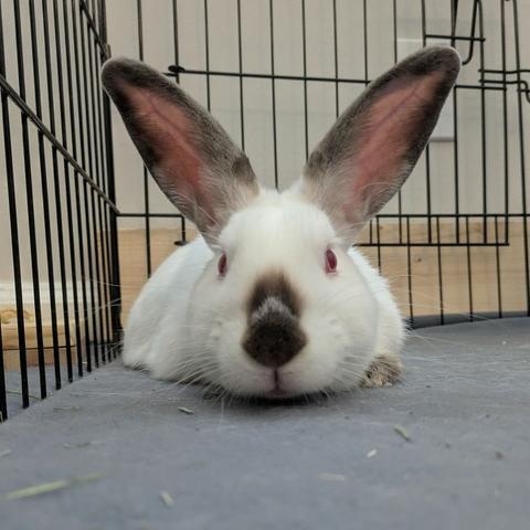 a Californian rabbit resting with his chin on the floor