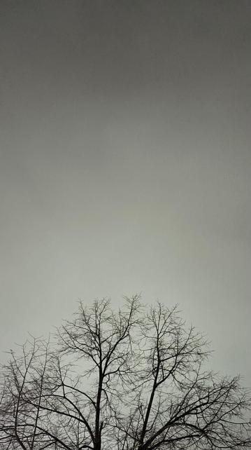 Silhouette of the leafless upper branches of a tree against a gray overcast sky. Somewhere behind the clouds is a spectacular lunar eclipse, frustratingly unseen here.