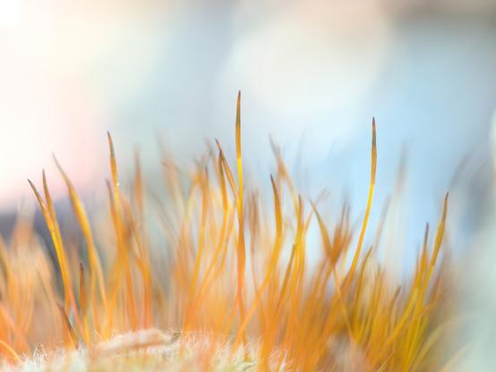Man sieht ein Moospolster in einem Blumentopf im Abendlicht fotografiert. Durch die Wahl einer grossen Blende entsteht eine künstlerische Unschärfe; Vorder- und Hintergrund scheinen ineinander zu fliessen. Das Licht im Hintergrund ist farbig: blau, rosa, weiss und das Moos im Vordergrund gelblich, orange, grün. So entsteht ein schöner Farbkontrast.

You can see a cushion of moss in a flower pot photographed in the evening light. The choice of a large aperture creates an artistic blur; the foreground and background seem to flow into each other. The light in the background is colored: blue, pink, white and the moss in the foreground is yellowish, orange, green. This creates a beautiful color contrast.