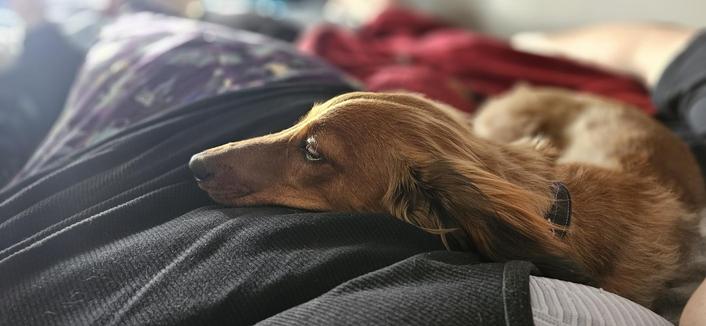 Shaded red mini dachshund laying on my side on my black shirt