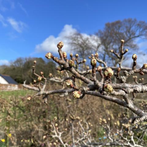 Close up of the ends of two branches of a pear tree. the bark is dark brown. There are many blossom buds not far from opening, pale yellow in colour. Behind, not in focus, is a hedge, leafless trees and blue sky with a single large white cloud.