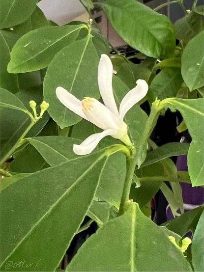 Closeup of a lemon flower. It’s white and waxy, has four petals, similar to jasmine blossom. The stamens in the center are as long as the petals and have yellow pollen-tinted tips. The flower is surrounded by oval green leaves and small flower buds here and there.
