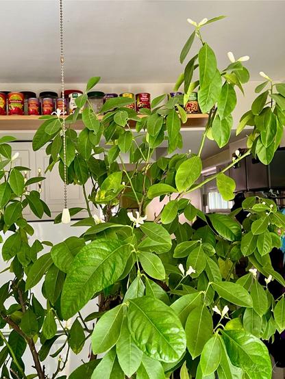 Wide shot of the top of the lemon tree with lots of small white flower buds, with some blooming. There’s a shelf near the ceiling in the background, with lots of canned goods on it.