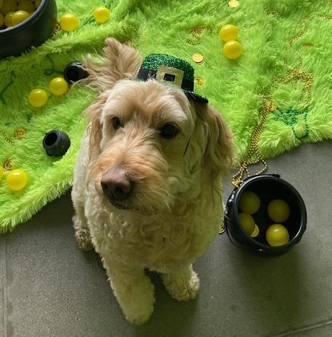 Goldendoodle wearing a small green leprechaun hat sits on a gray floor. Around him are St. Patrick's Day decorations: bright green fuzzy mat, gold beaded necklaces, and black pots containing yellow balls.