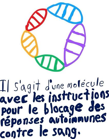 Il s'agit d'une molécule avec les instructions pour le blocage des réponses autoimmunes contre le sang.