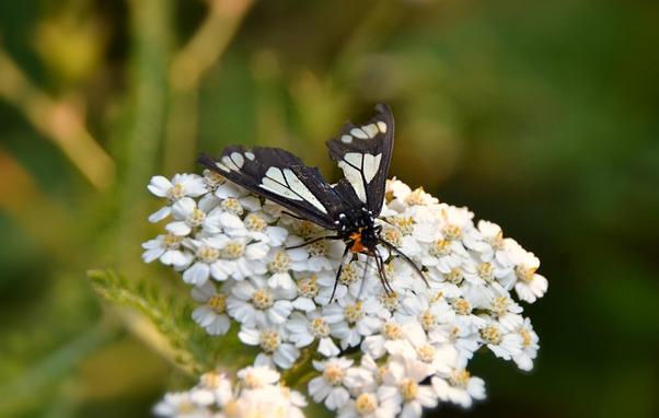 Mid size black moth with large white patches like stained glass on its wings and an orange fuzzy area behind-mostly below its head. Long black antennae and legs. It is perched on a flower head of white Yarrow, many tiny florets making up a large flat cluster, with each floret composed of a number of even tinier petal-like ray flowers and central disk flowers with tiny yellow sexy bits. the moth's long 'tongue' is projecting into one of those florets, presumably finding nectar. Background is blurred green to darkly shadowed foliage, with some lighter goldy angular stems to the right.