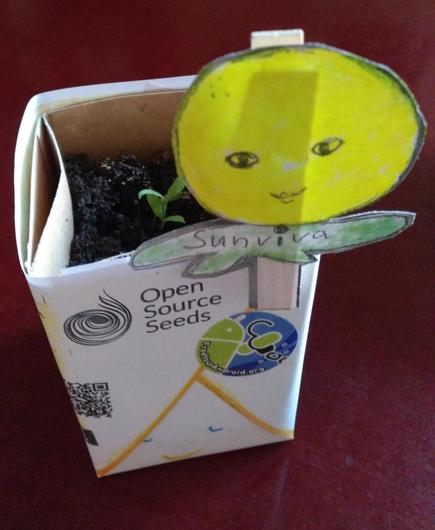 Tomate Sunviva  Jungpflanze im geteilten Tetrapack 
mit Info-Verpackung zu opensourceseeds und fsfe 
 also freiesSaatgut und freieSoftware.
Mit einer Holzklammer eine gelbe Tomate, aus Papier und angemalten Gesicht, befestigt.