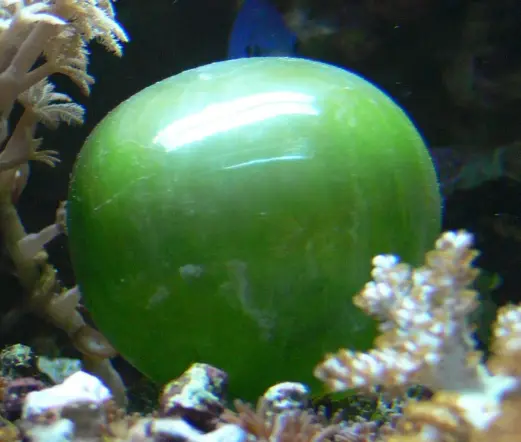 In the photo you can see a Valonia ventricosa, which is in essence a big green ball. It lays on on the seabottom between corals.