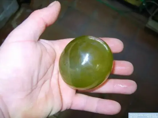 In the photo you can see a flattended hand holding a Valonia ventricosa, which looks like a shiny green ball.
