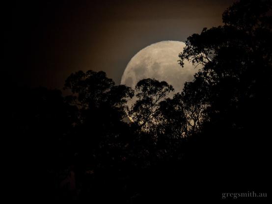 The rising full moon in a hazy sky, with eucalyptus tree silhouettes in front.
