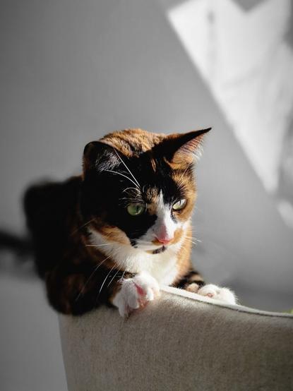 cat