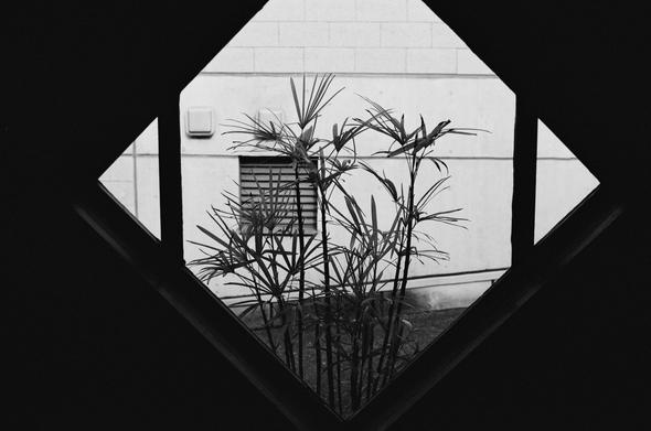 Black and white photograph of a plant taken through the window of Frank LLoyd Wright's girls' school Jiyu Gakuen Myonichikan in Tokyo.