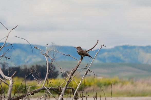 A woodpecker perched on a bare branch with a blurred landscape of hills and fields in the background.