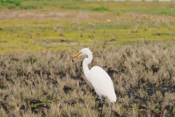 A white egret is standing in a grassy, marshy area with a small crawfish in its beak. The background is blurred with various shades of green and brown from plants and grasses.