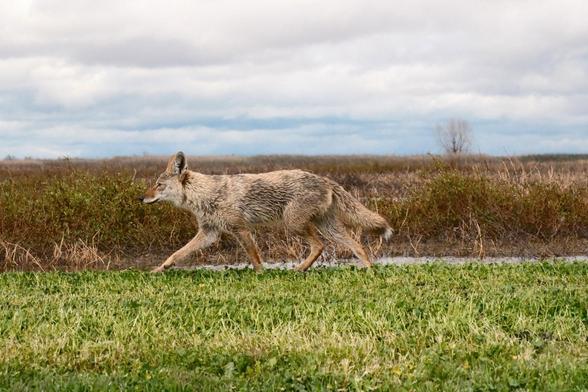 A coyote trotting across a grassy levee with a cloudy sky and sparse vegetation in the background.
