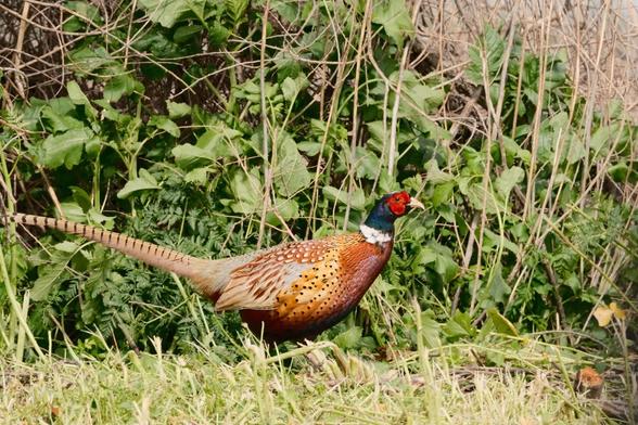 A male pheasant with vibrant plumage, featuring a red face, green neck, and mottled brown body, is standing in a grassy area with greenery and twigs in the background.